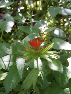 Red paintbrush flower